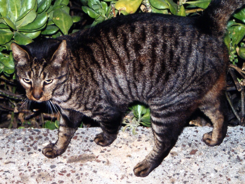 ねこ